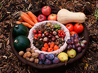 Диетолог озвучила основные принципы потребления растительной пищи - «Новости Медицины»