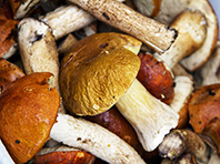 Диетологи: не стоит в день съедать более 150 граммов грибов - «Новости Медицины»