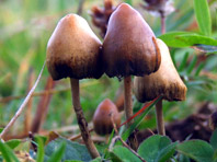 Галлюциногенные грибы выходят в правовое поле - «Новости Медицины»