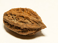 Грецкие орехи полезны для микрофлоры кишечника - «Новости Медицины»