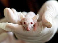 Исследователи объяснили, почему тесты лекарств на животных несостоятельны - «Новости Медицины»