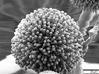 Исследователи выявили в атмосфере следы грибков - «Новости Медицины»