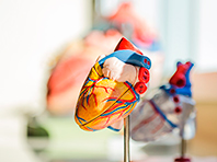 Кардиологи получили уникальную живую модель сердца - «Новости Медицины»