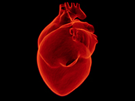 Лечением болезней сердца займутся стволовые клетки - «Новости Медицины»
