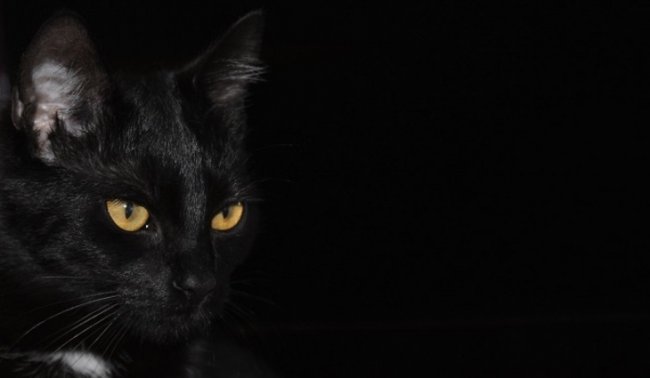 Для кого опасна черная кошка? - «Новости Медицины»