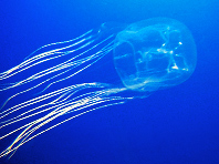 Противоядие нового поколения спасет от смертельного контакта с медузой - «Новости Медицины»