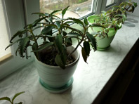 Растения не сделают воздух в вашей квартире чистым - «Новости Медицины»