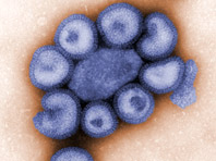 Российские вирусологи поняли, как победить постоянно мутирующий грипп - «Новости Медицины»