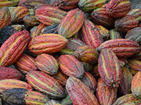 Скорлупа какао-бобов скрывает уникальные лечебные вещества - «Новости Медицины»