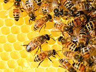 Смертельной аллергии на яд пчел придет конец - «Новости Медицины»