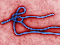 Стартуют испытания новой вакцины против лихорадки Эбола - «Новости Медицины»