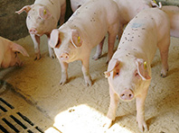Свиней превратят в инкубаторы для человеческих органов - «Новости Медицины»