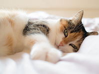 Врачи запрещают пускать домашних кошек в кровать - «Новости Медицины»