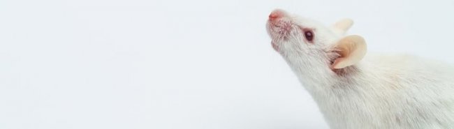 Россия создаст собственных гуманизированных мышей для испытаний препаратов против COVID-19 - «Новости Медицины»