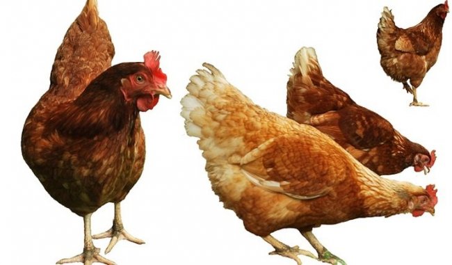 Шокирующие секреты современной курятины - «Новости Медицины»