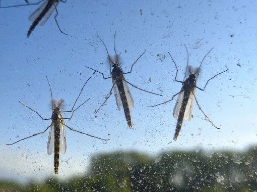 Биолог объяснила, чем могут быть опасны комариные укусы и как от них спастись - «Хирургия»