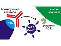 Отечественные антитела показали свою силу против коронавируса - «Новости Медицины»