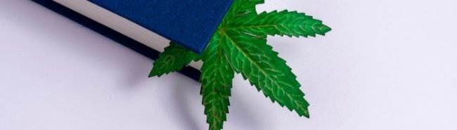 США расширяют медицинские исследования марихуаны - «Инфекционные заболевания»
