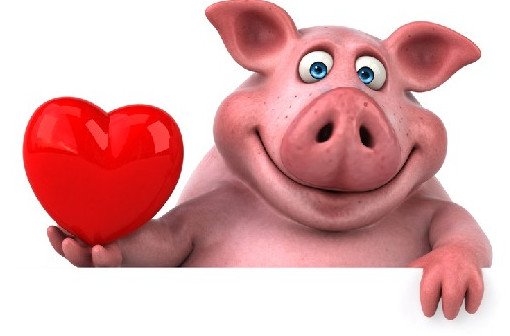 Донорские сердца от свиней скоро станут реальностью - «Хирургия»