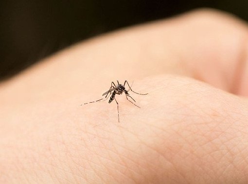 Дерматолог рассказала о страшных последствиях комариных укусов и помощи при них - «Дерматология»