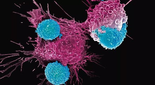 Исследование показывает, как рак может перехватить полезный иммунный путь распространения - «Онкология»