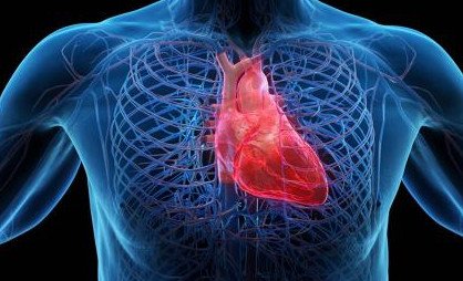 Взгляд кардиолога: Почему сердце покоя не дает - «Новости Медицины»