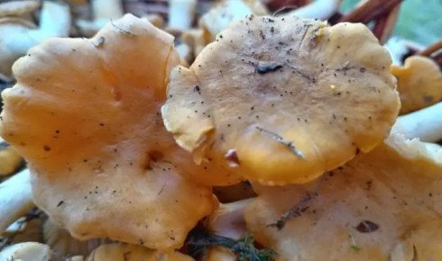 Что будет, если съесть сырую лисичку: химический состав популярных грибов - «Гастроэнтерология»